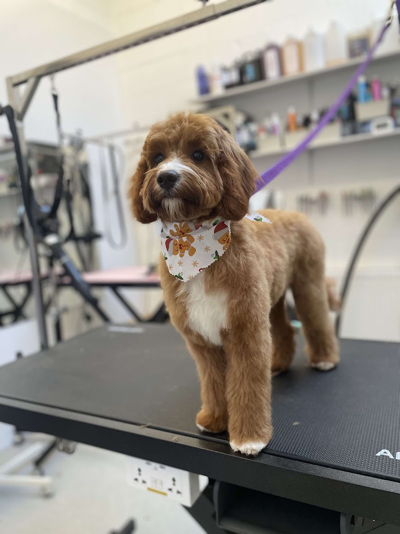 PAWPADOUR I Dog Styling & Cat Grooming