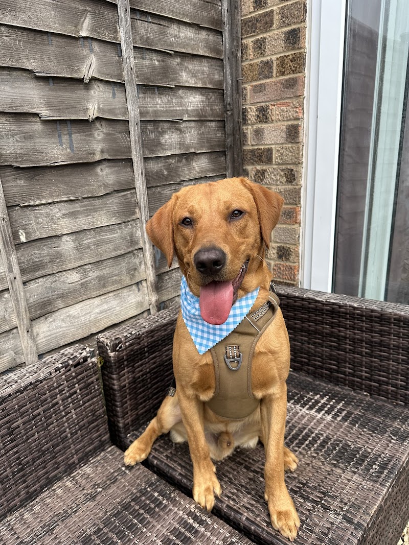 Sam's Woof Wash Grooming Studio