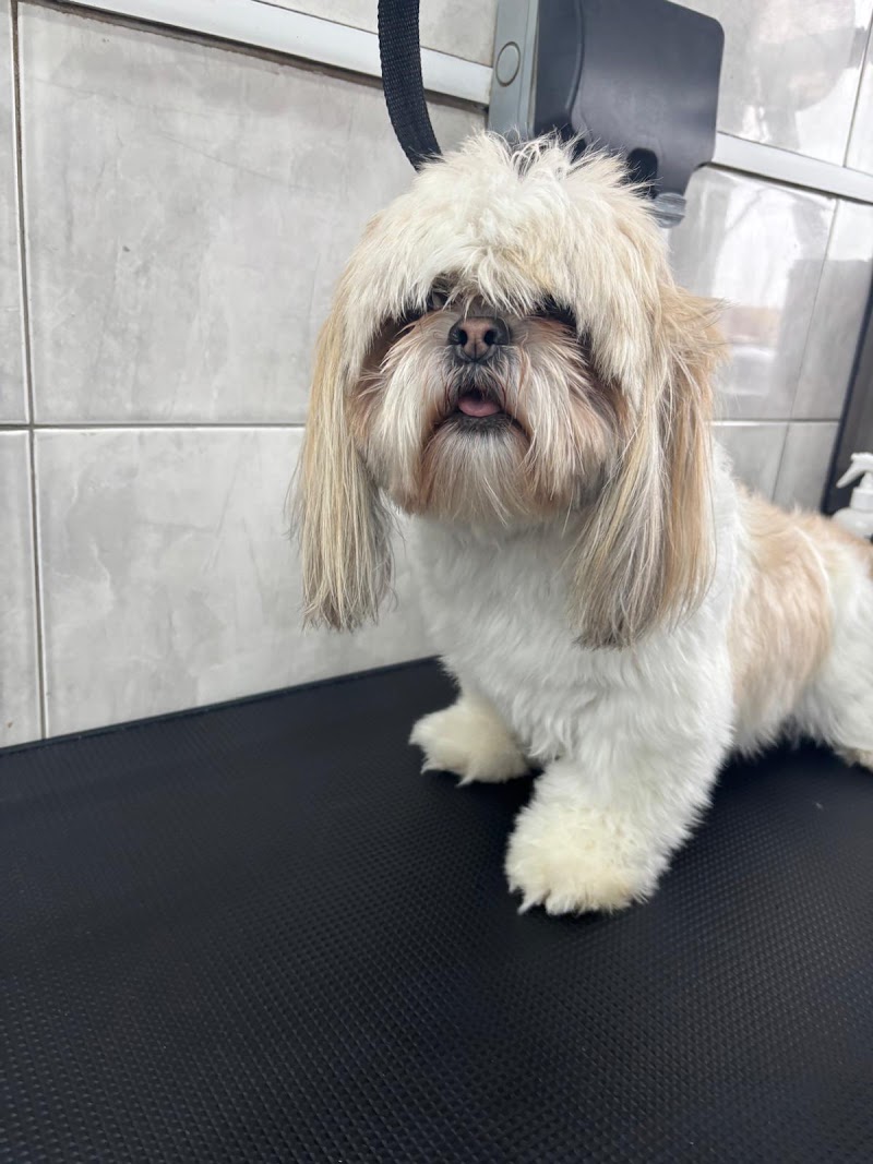 Leeds Dog Grooming Academy