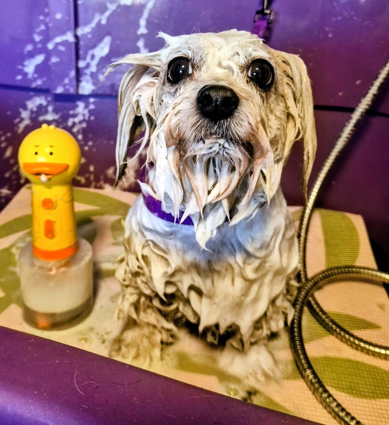 Clarabella's Dog Grooming