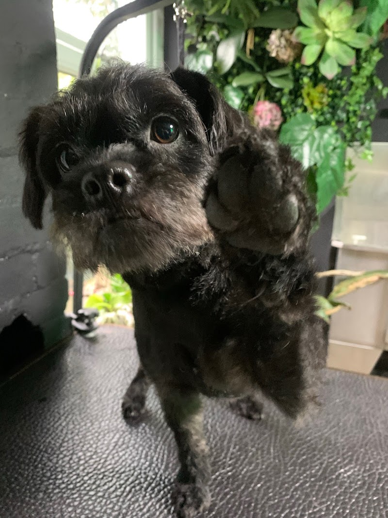 Boneyard Dog Groomers