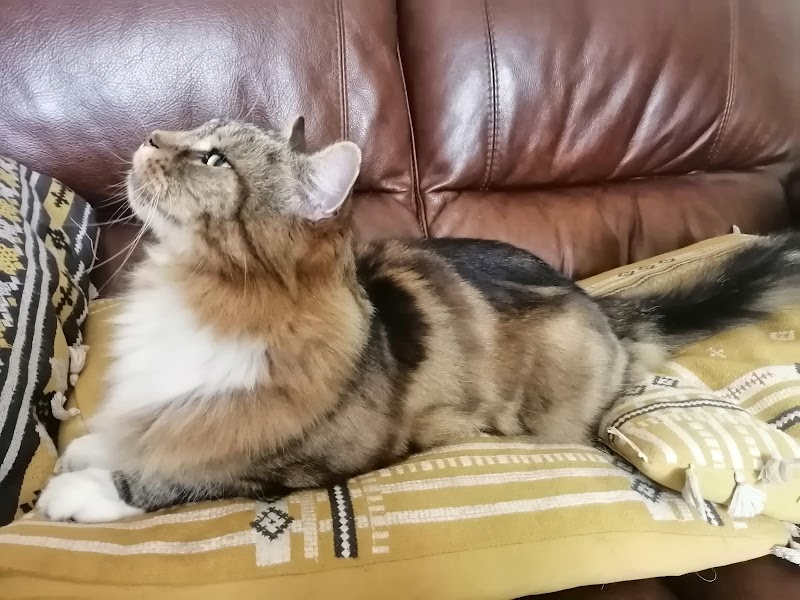 Wild Whiskers Mobile Cat Grooming