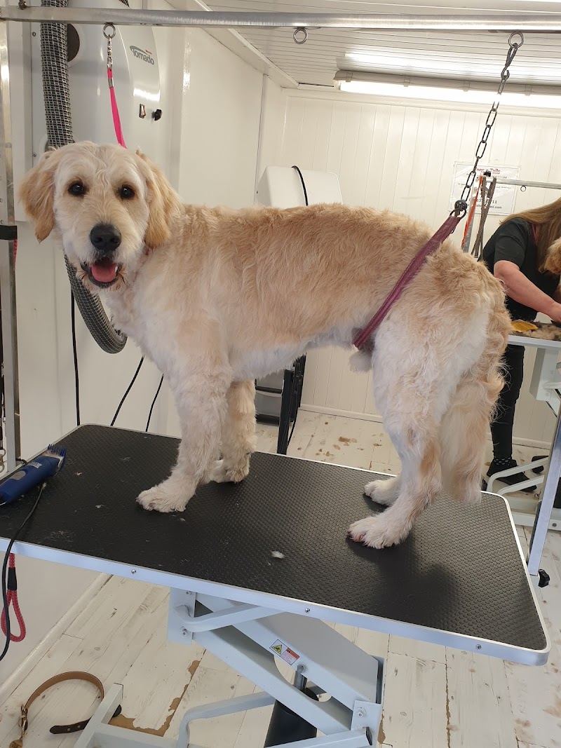 Tops N Tails Professional Dog Grooming