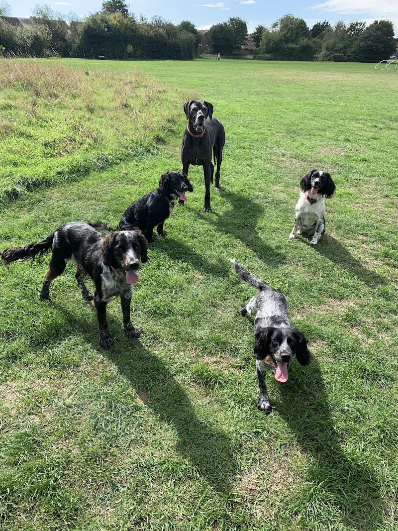 Dog Devotion