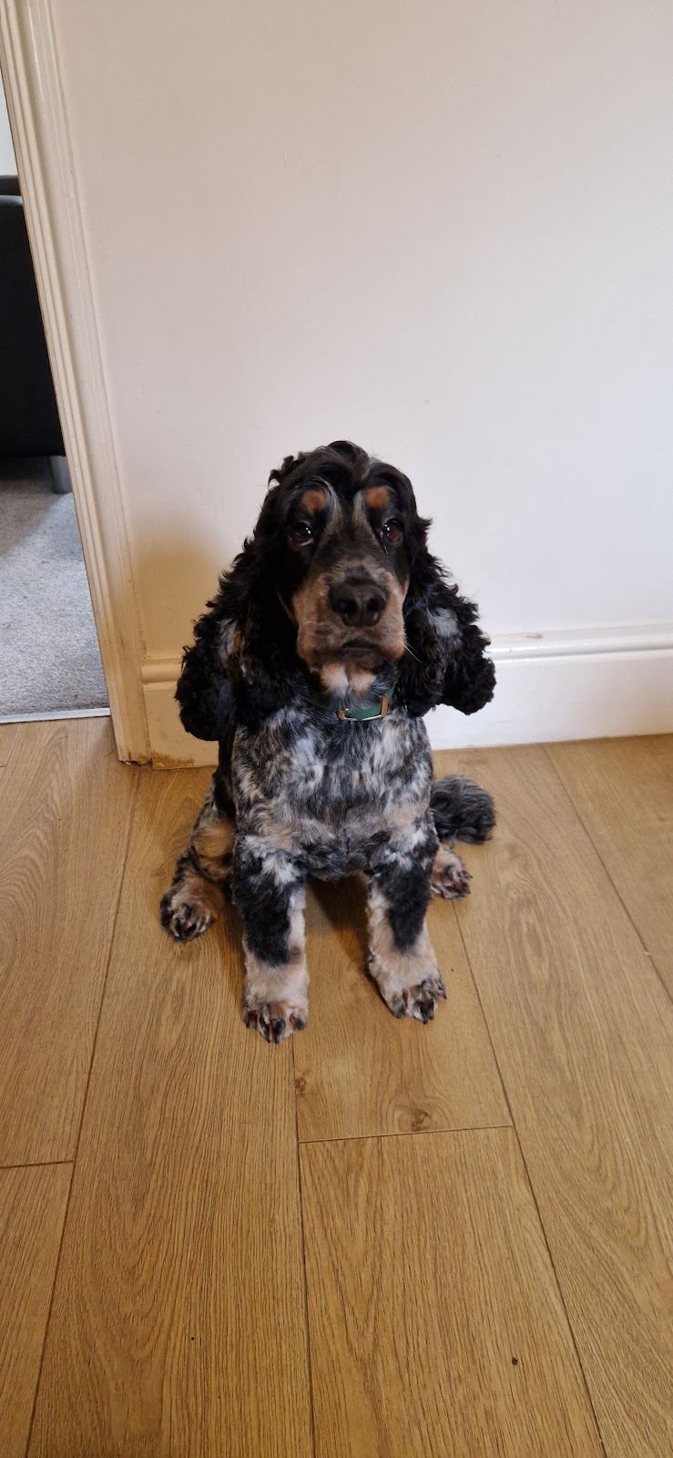 Monty's Dog Grooming