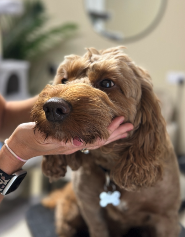 Dogs at Home Grooming Salon Norwich