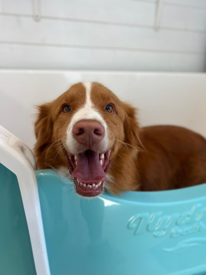 Tom and Toto Dog Spa