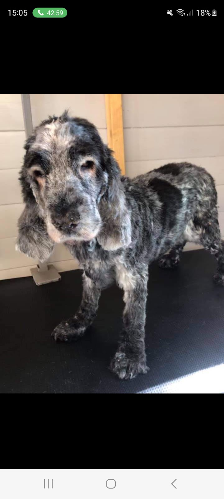 Monolith Dog Groomer’s