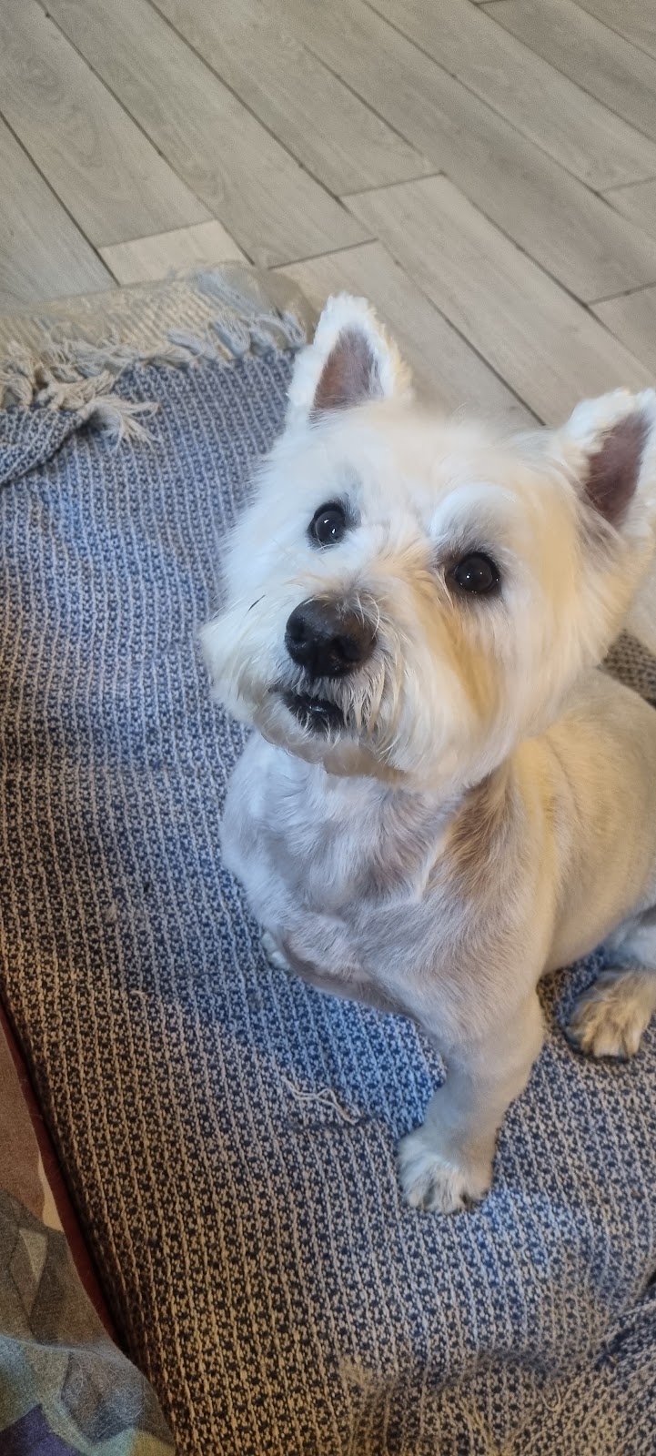 BOSS DOGS - Dog grooming