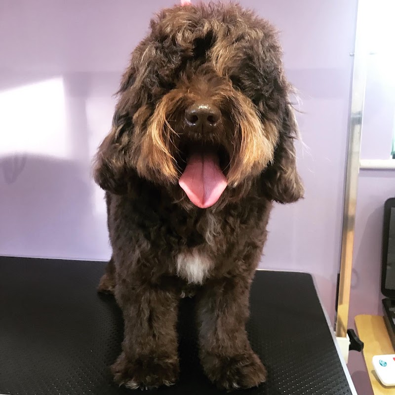 Lucky Dogs Grooming Studio