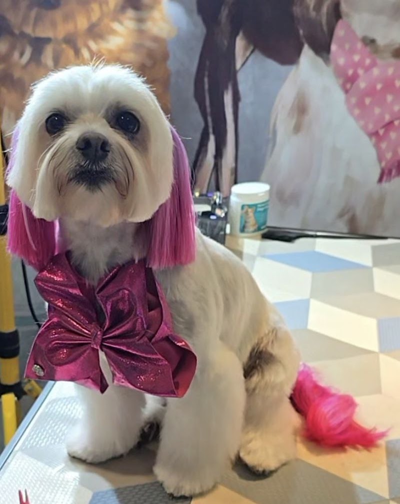 Fashion Grooming