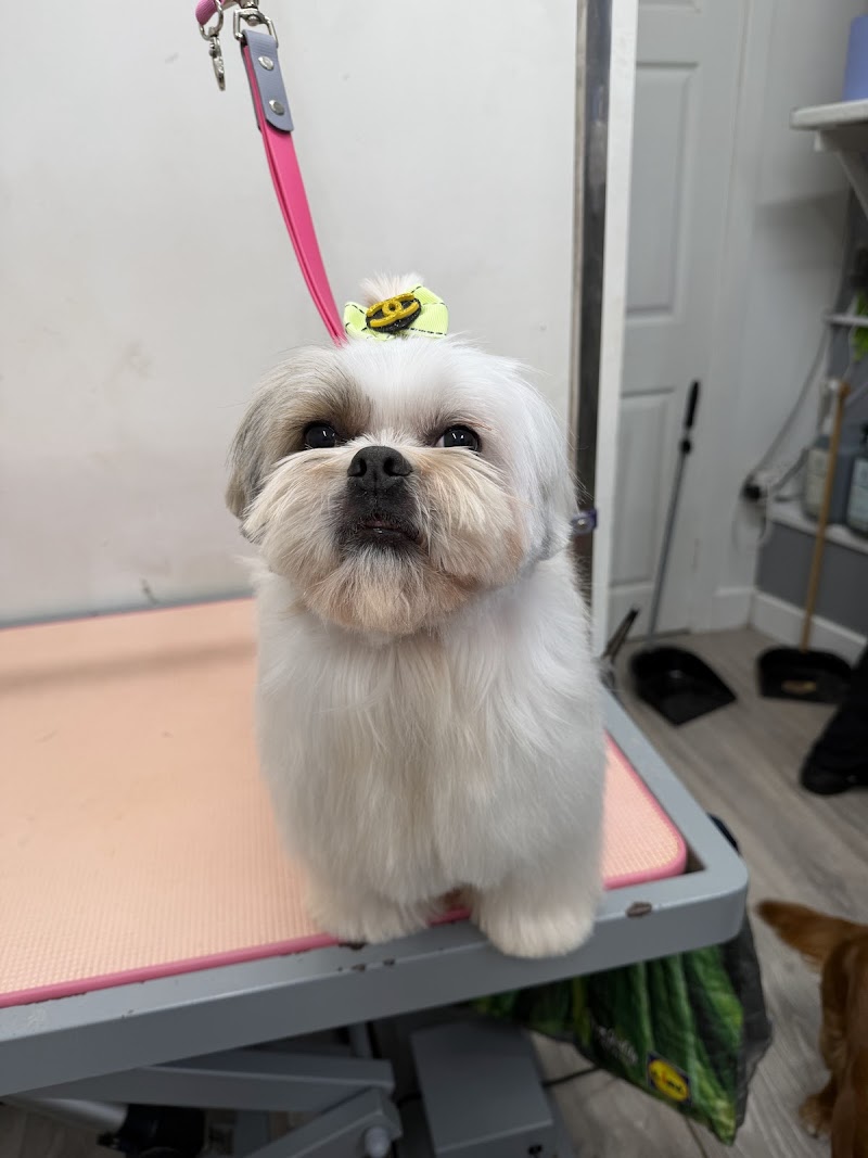Dogz Grooming Spa