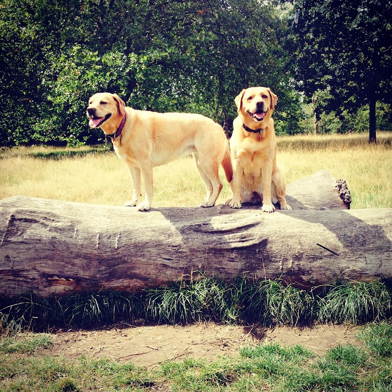 Dog Training in London