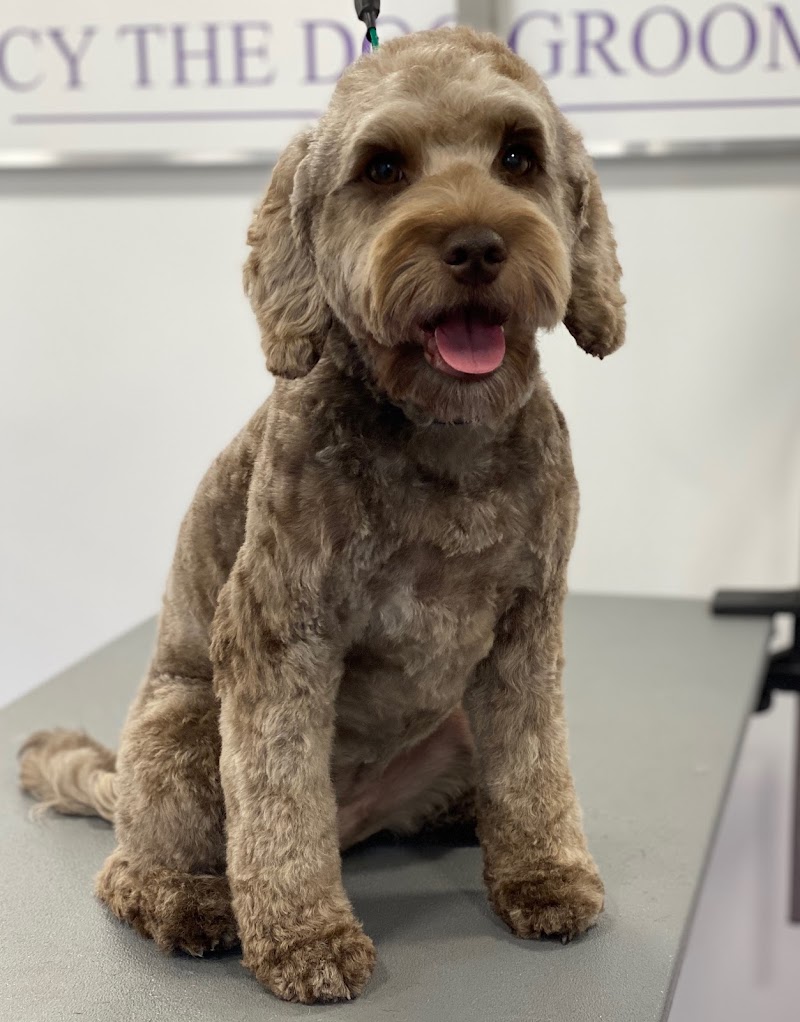 Lucy the Dog Groomer