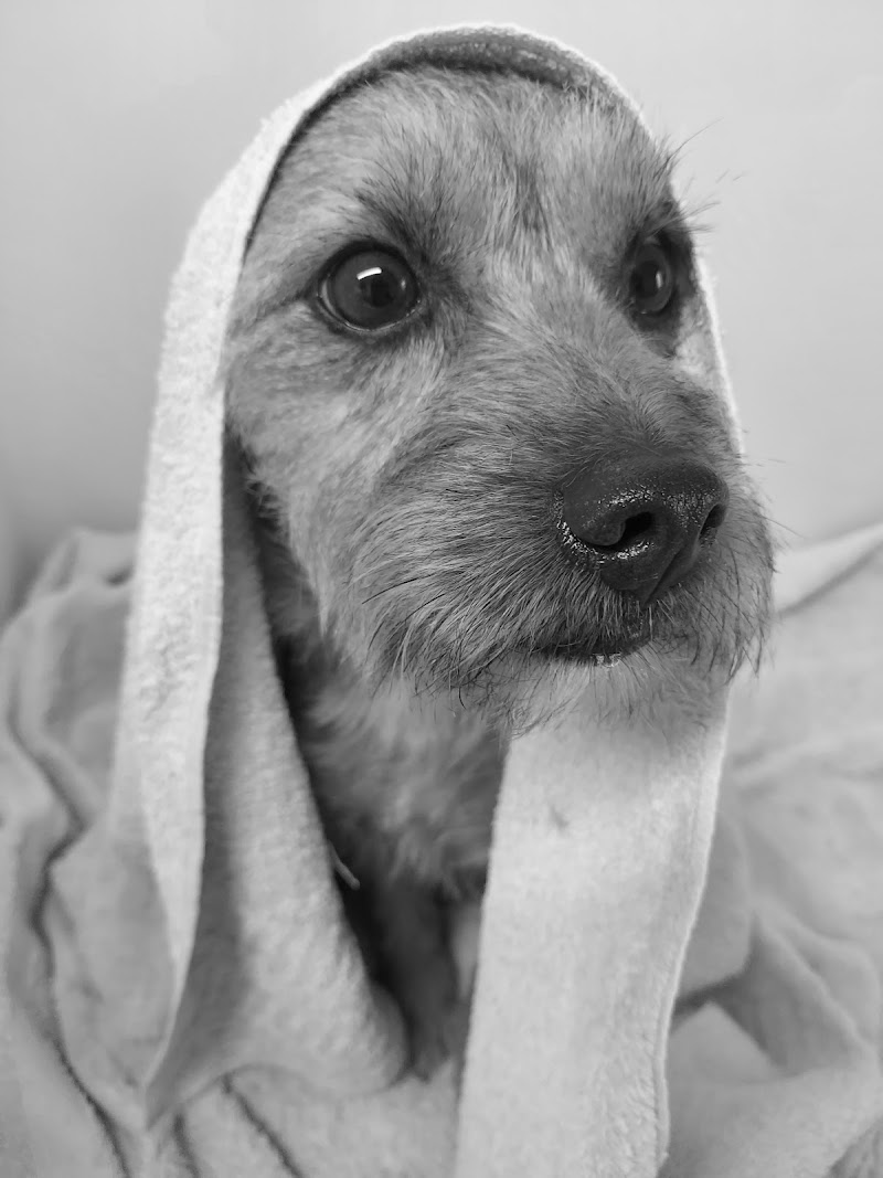 Active Pawz Dog Grooming Salon