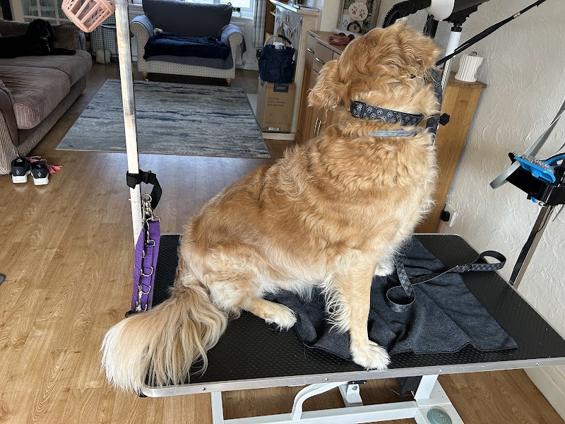 It's all Fluffed up dog grooming