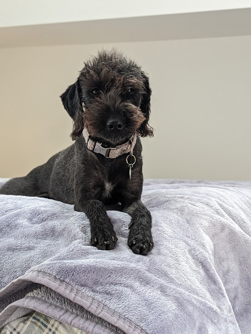 Fortiscorde Dog Grooming