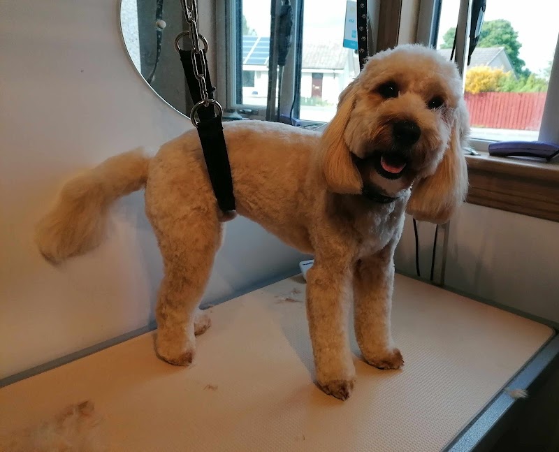Paws N Claws Dog Grooming
