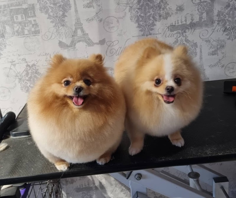 JB's Dog Grooming