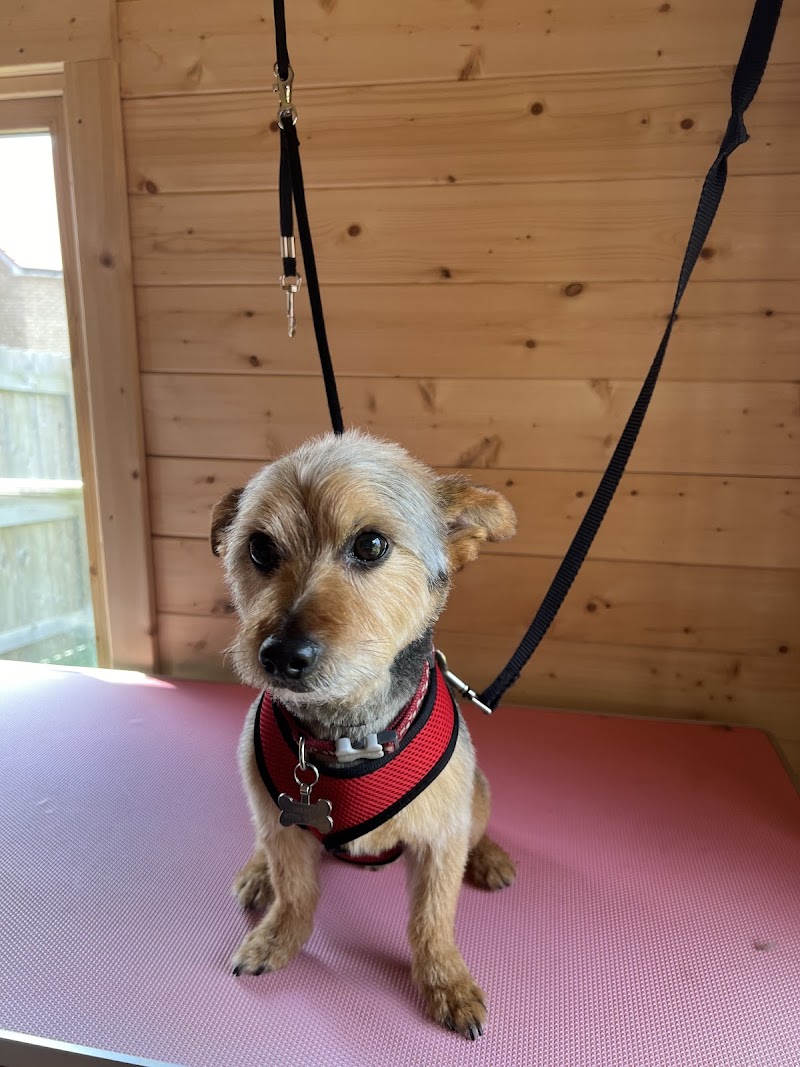 Dog grooming in Mk