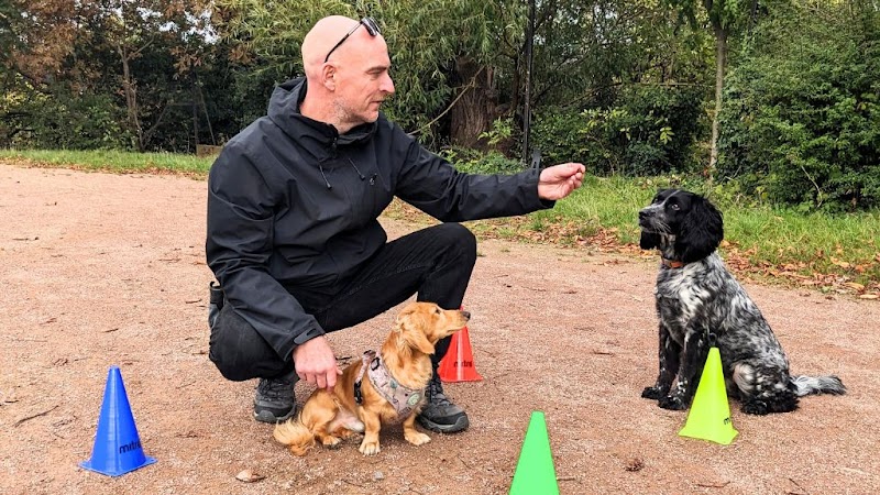 South London Dog Training