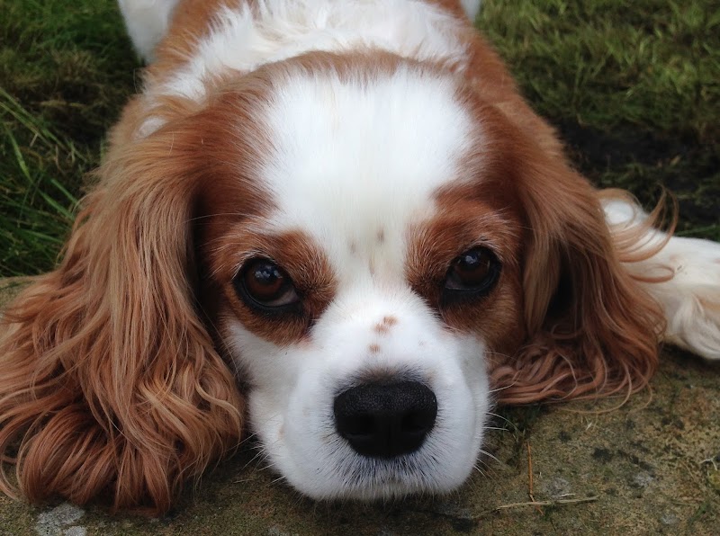 Woof & Ready Dog Grooming
