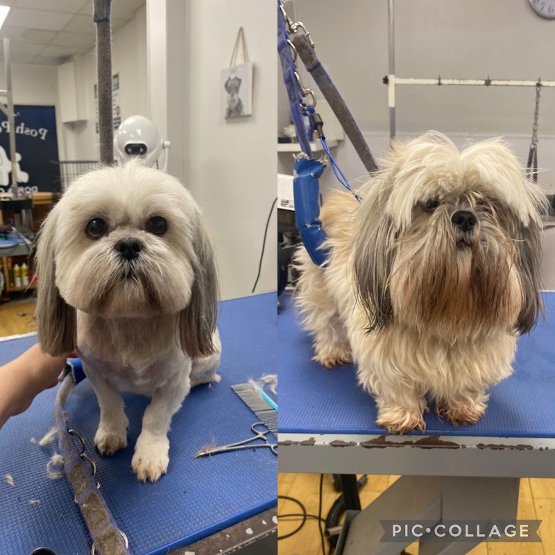 Posh Pooches