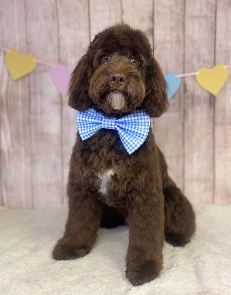 Pounce and Paws Dog Grooming