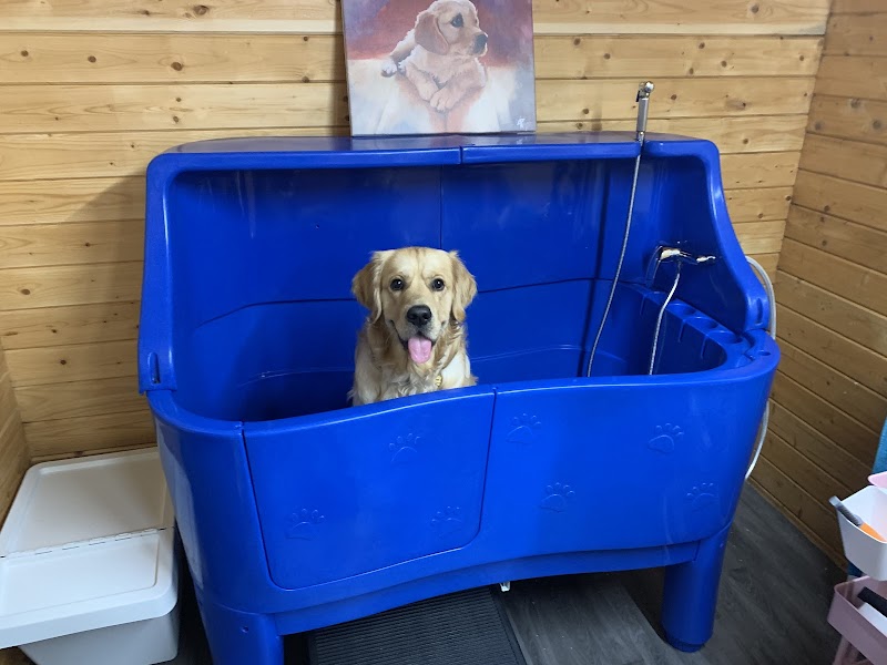 Bears Dog Grooming