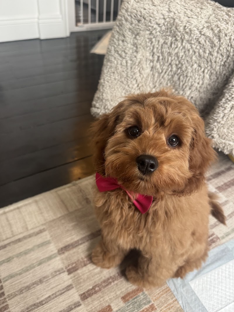 Dog Street Pet Grooming