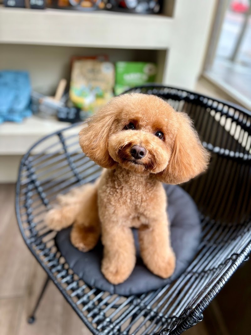 D-O-G Grooming Studio