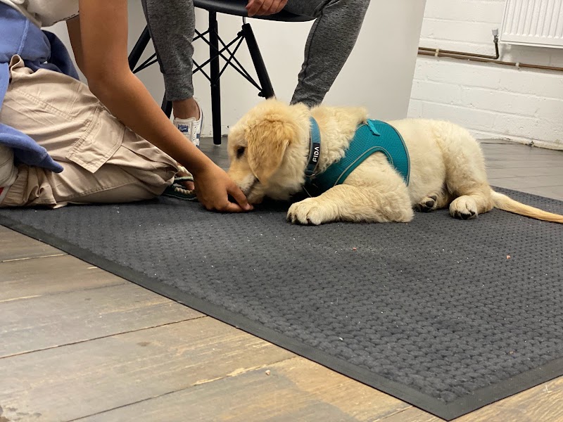 Animal Wellbeing Centre, Dog Training Services in London, Notting Hill W10