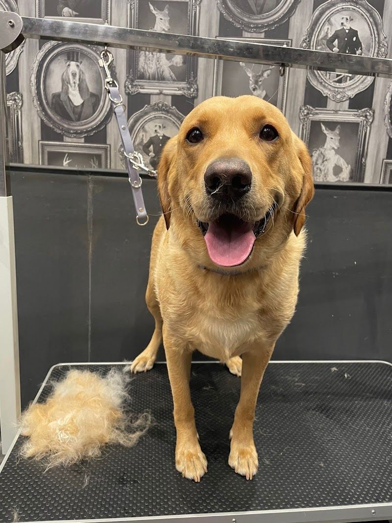 Smart Paws Dog Grooming
