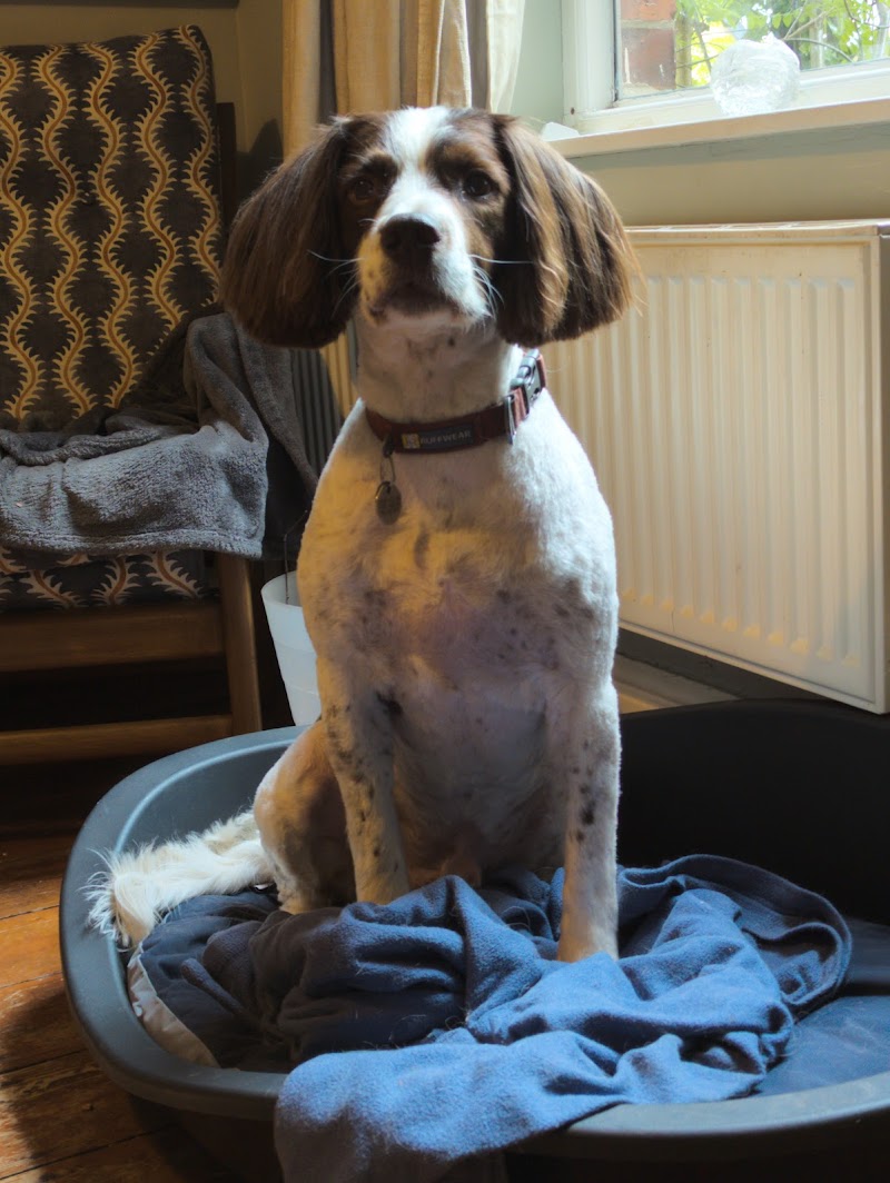 Snip Doggy Dog & The Dog Shop