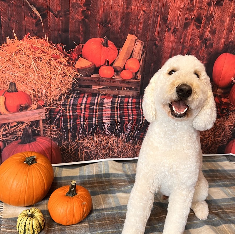 The Dog Grooming Barn