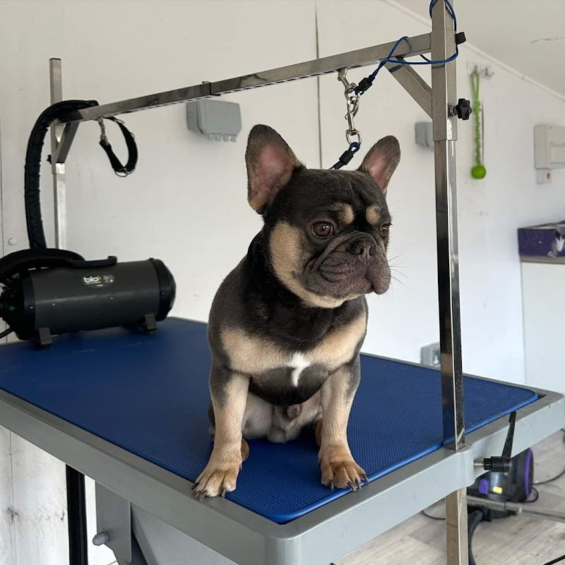 T Dawgs Grooming Salon