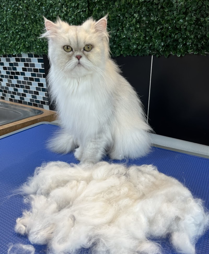 Pro Purr