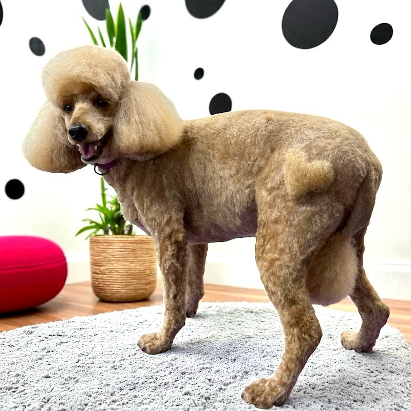Clique Pet Grooming