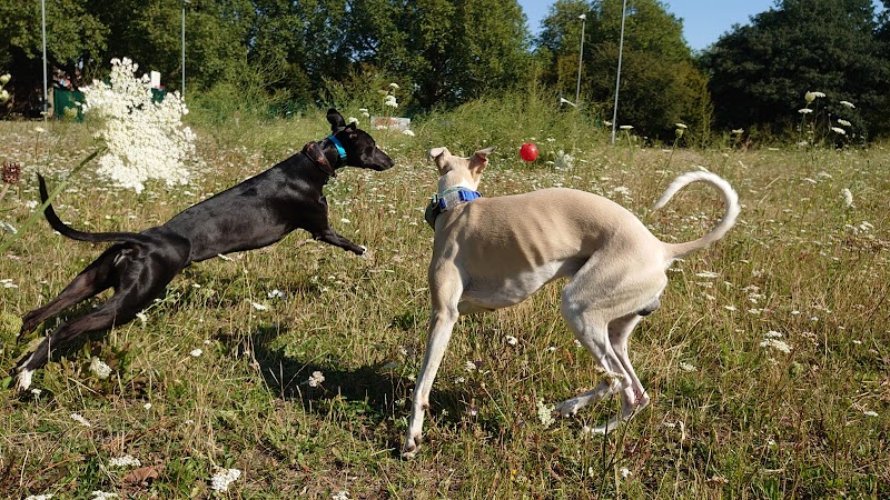 Jack’s Mum Dog Training
