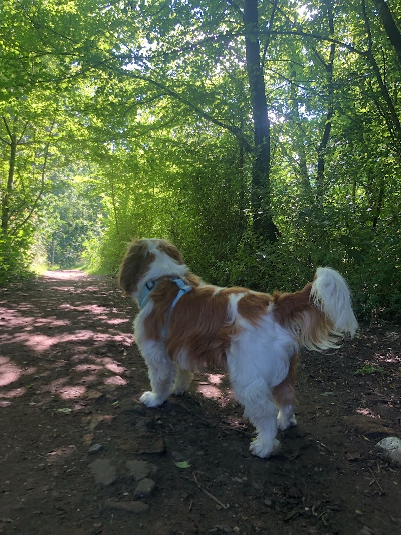 Laura Daniels Dog Training