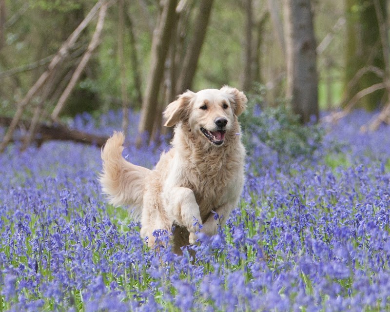 Kate Bowsher Dog Training
