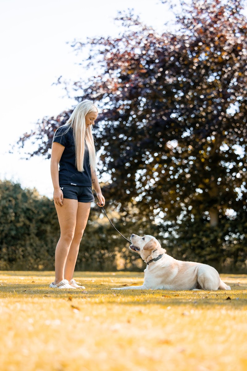 Revolution Dog Training Ltd
