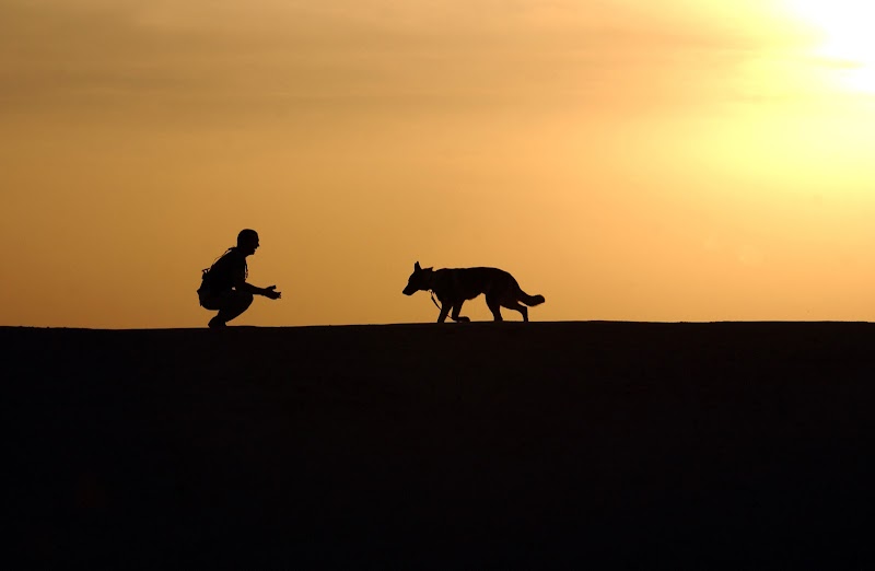 Cultured Canine Dog Services