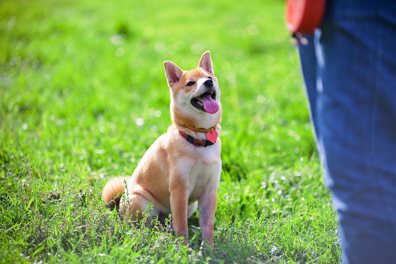 Joyful Dogs