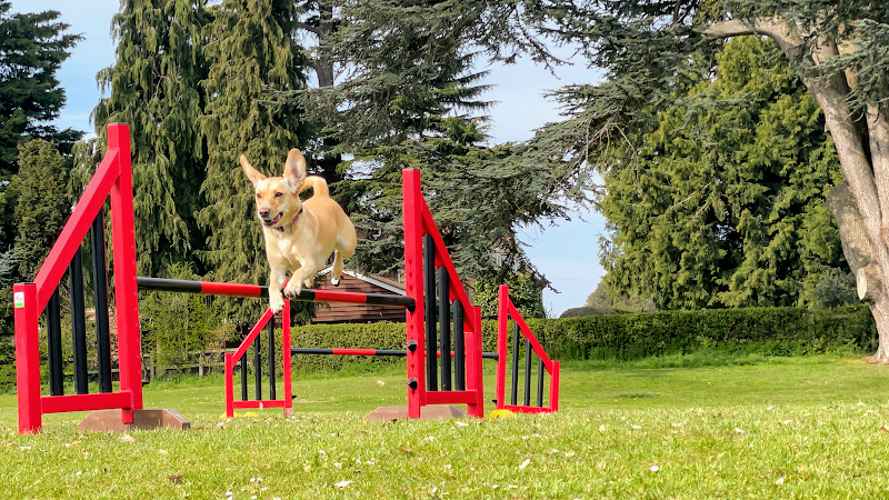 Cotswold Dog Training