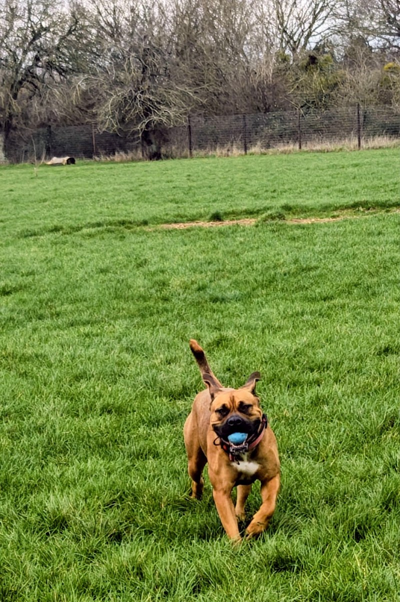 Nicky's Contented Canines Dog Training