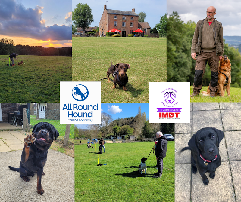 All Round Hound Dog Training