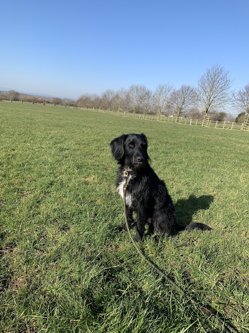 Willow’s Walks Gundog and Behaviour Training