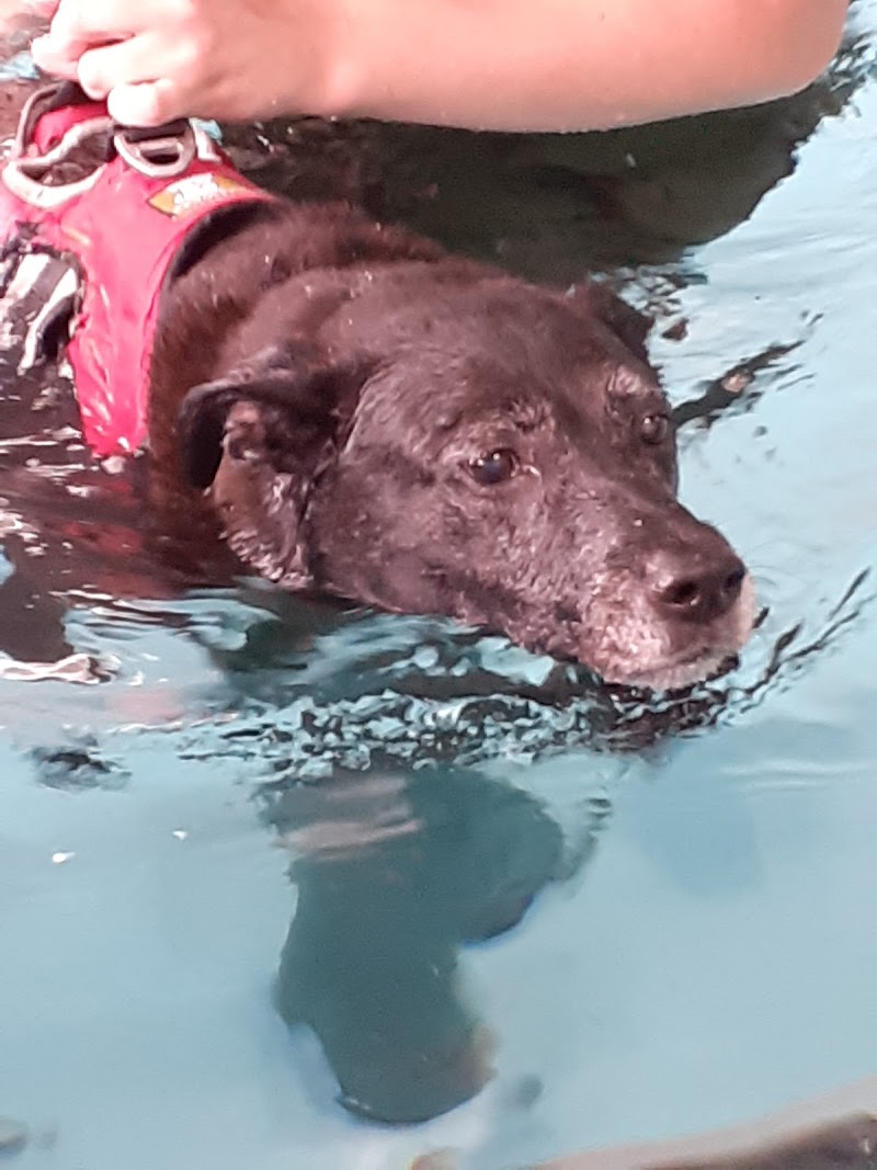 Empowered Canine Physio - Canine Physiotherapy and Hydrotherapy