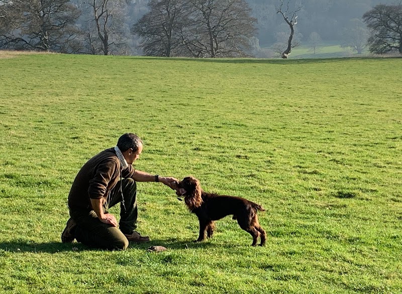 Gundogs Devon